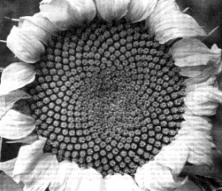 Figure 5: spirales de la fleur de tournesol